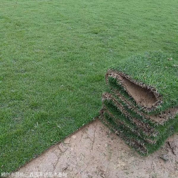 福建兰引三号草皮基地约3.10元