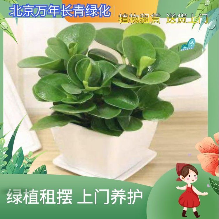 绿植盆栽 花卉租赁 可出售可出租 可提供上门养护服务 人员专业约260.00元