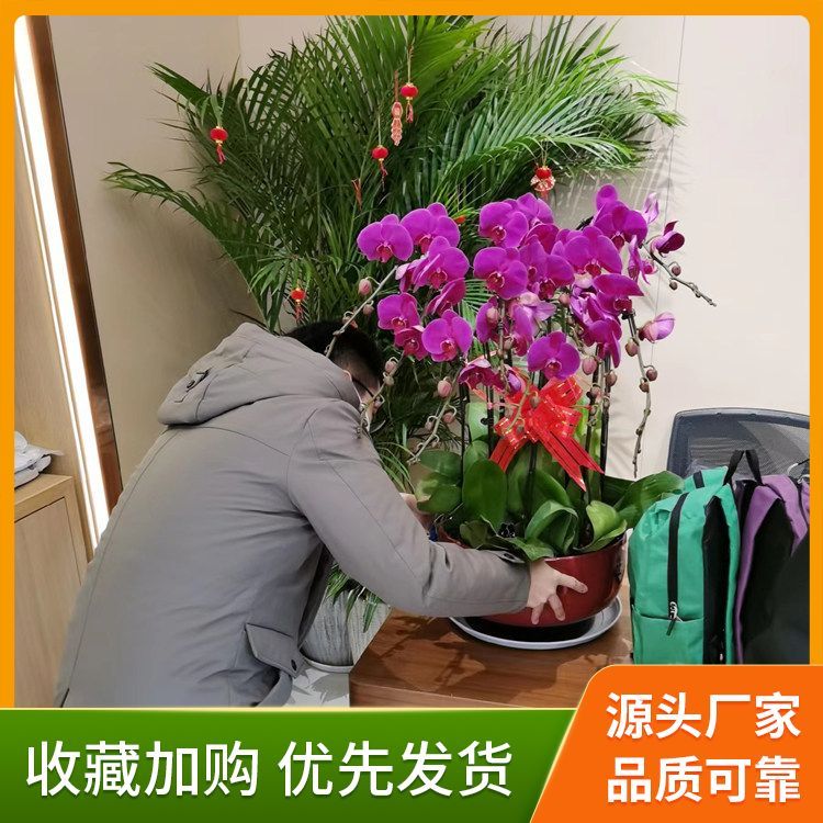 绿植花卉租赁厂家直供 花色色系绿色系 基地直供 一站式服务约12.00元