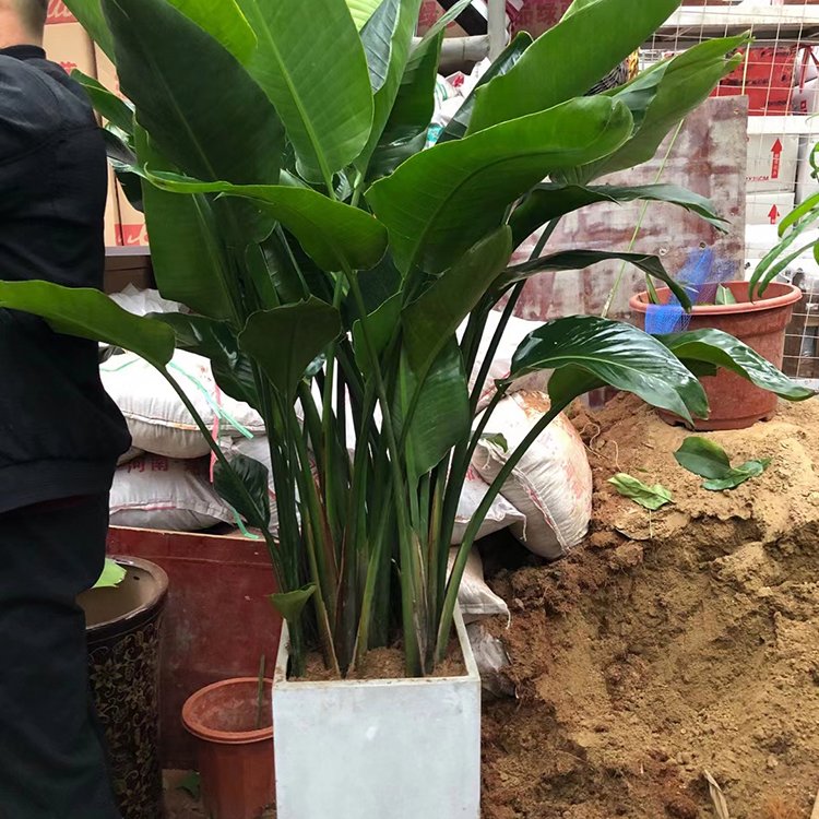 新乡室内绿植租赁 事业单位花卉租摆草花摆放 绿化绿植盆栽养护服务约1.00元,约0.80元,约0.6