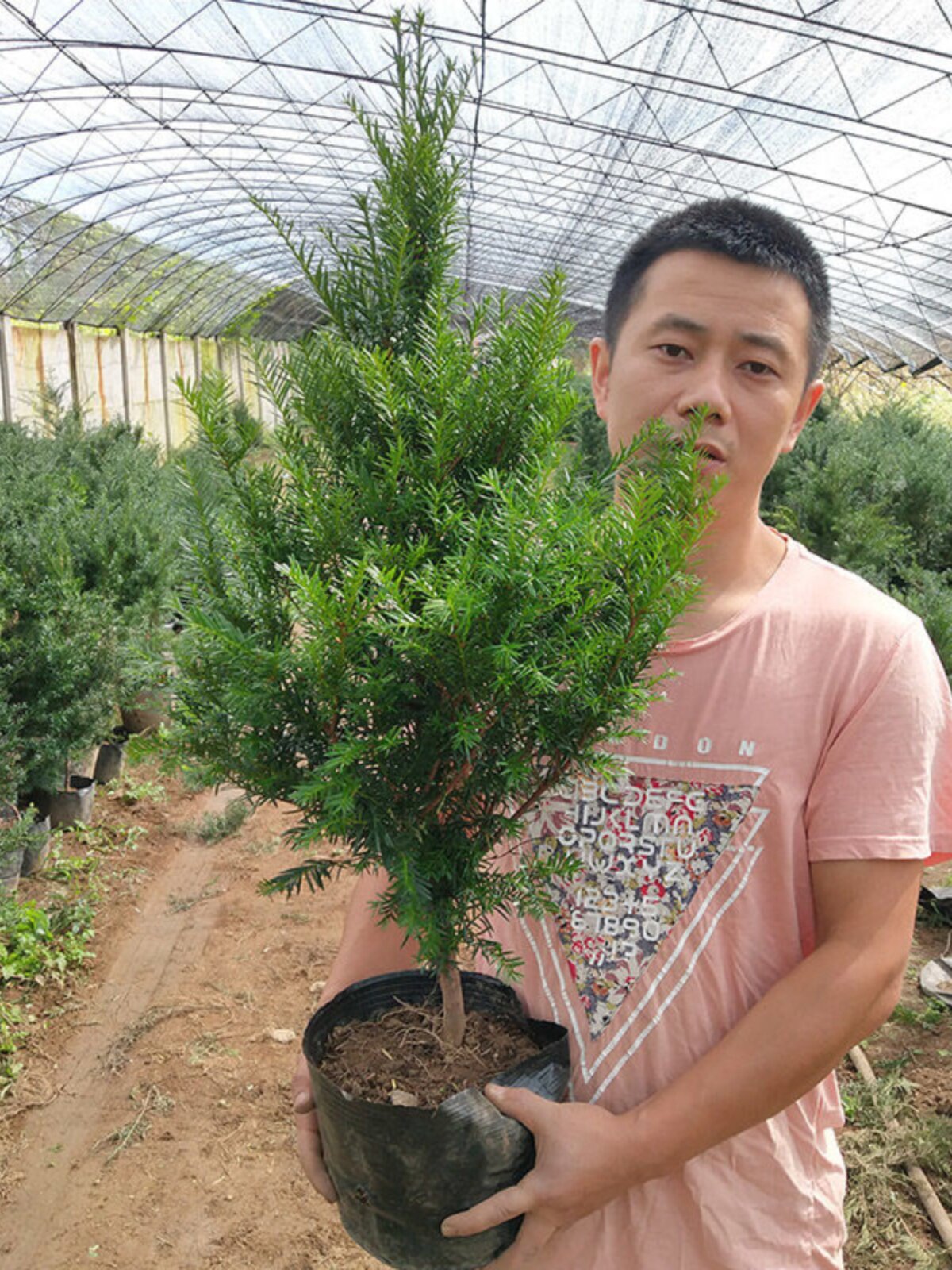 耐寒正宗东北方红豆杉苗木树苗大苗绿植盆栽地栽植物室内带果四季