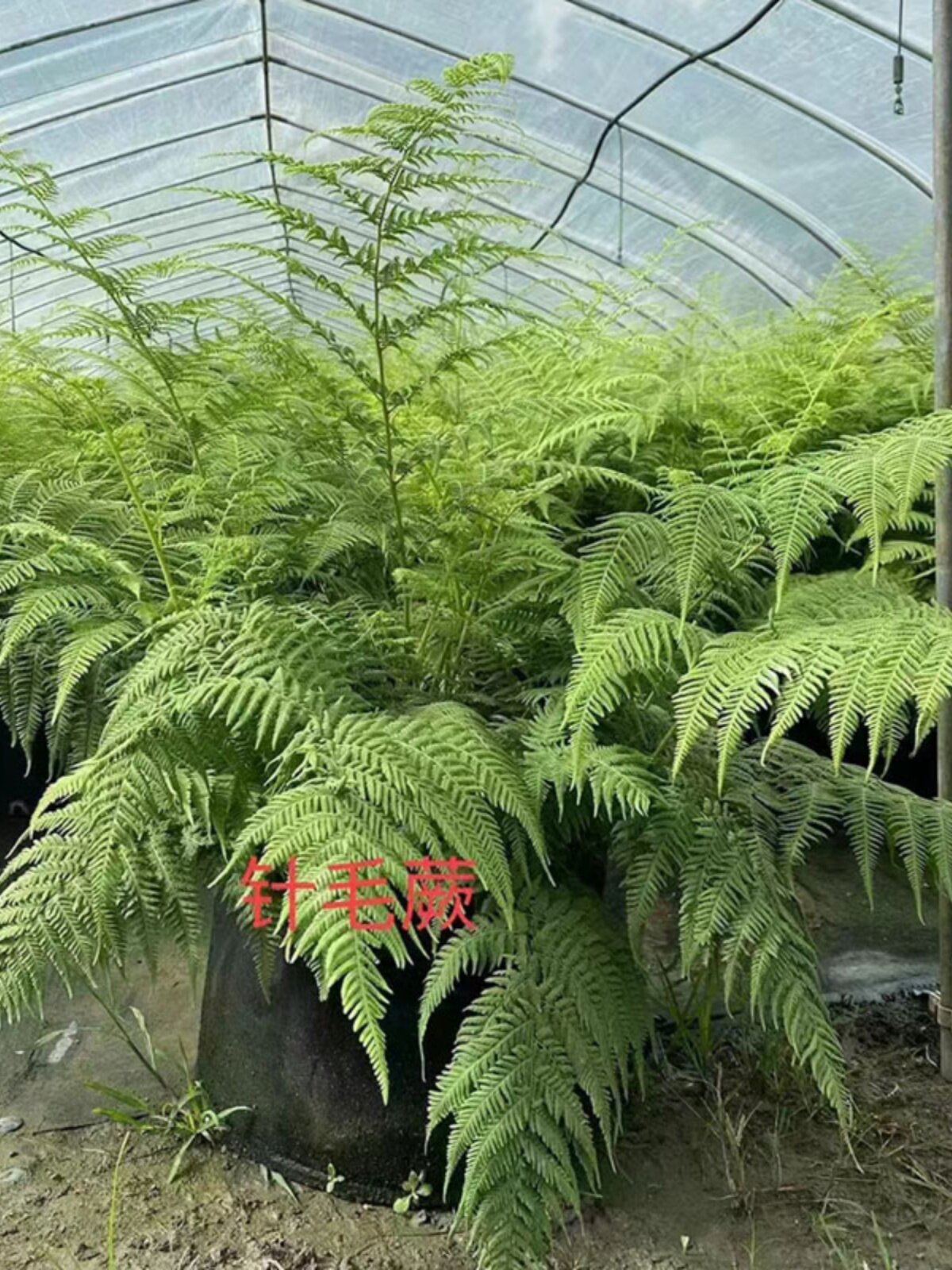 庭院室内耐寒喜阴大型蕨类植物造景绿植盆栽肾蕨针毛荚果蕨彩虹蕨